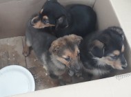 Pieski do&nbsp;adopcji