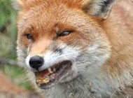 Wścieklizna u&nbsp;lisów