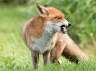 W&nbsp;sprawie zwalczania wścieklizny