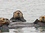 ODSZKODOWANIE ZA&nbsp;SZKODY WYRZĄDZONE PRZEZ BOBRY